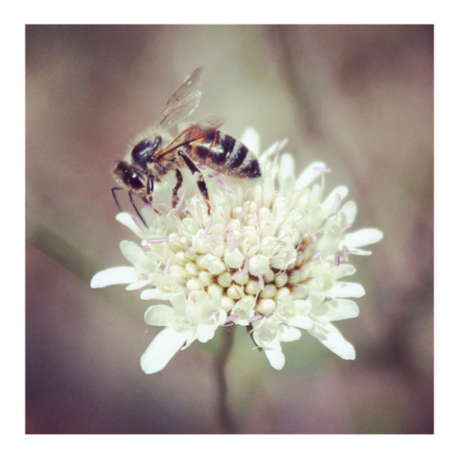 Busy Reignbow Bee and Flower Photo Print