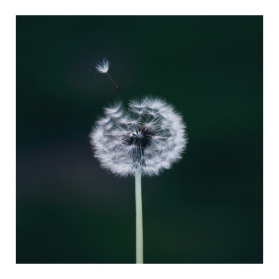 Dandy Lyin' Reignbow Flower Photo Print