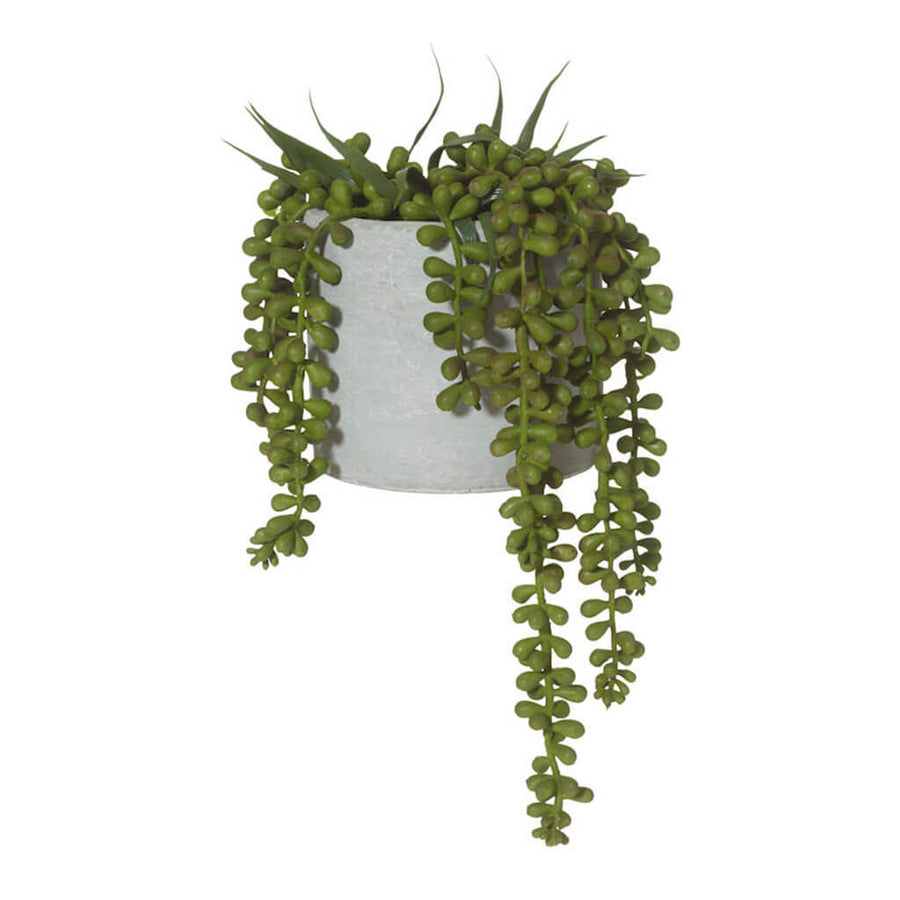 Plants Rogue String of Pearls in Concrete Pot 73.536.12
