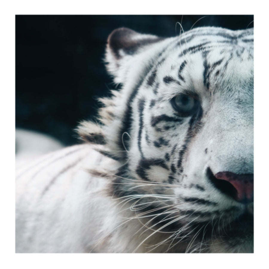 Untitled Reignbow Tiger Photo Print