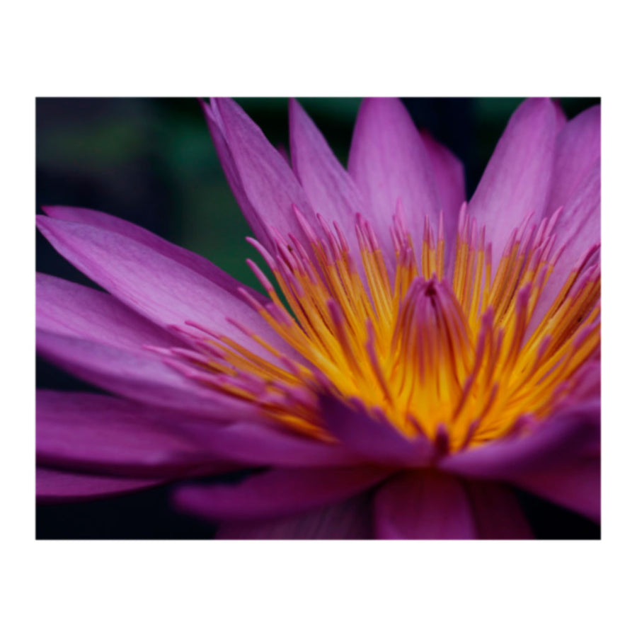 Fever Reignbow Flower Photo Print