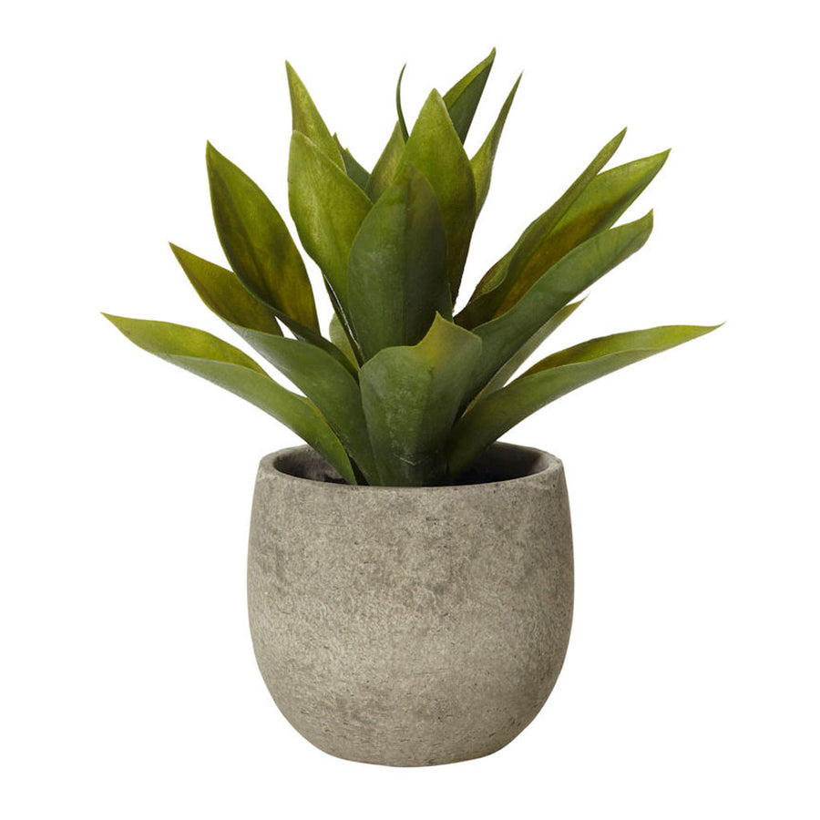 Plants Rogue African Agave in Tub Pot 71.2063.15 