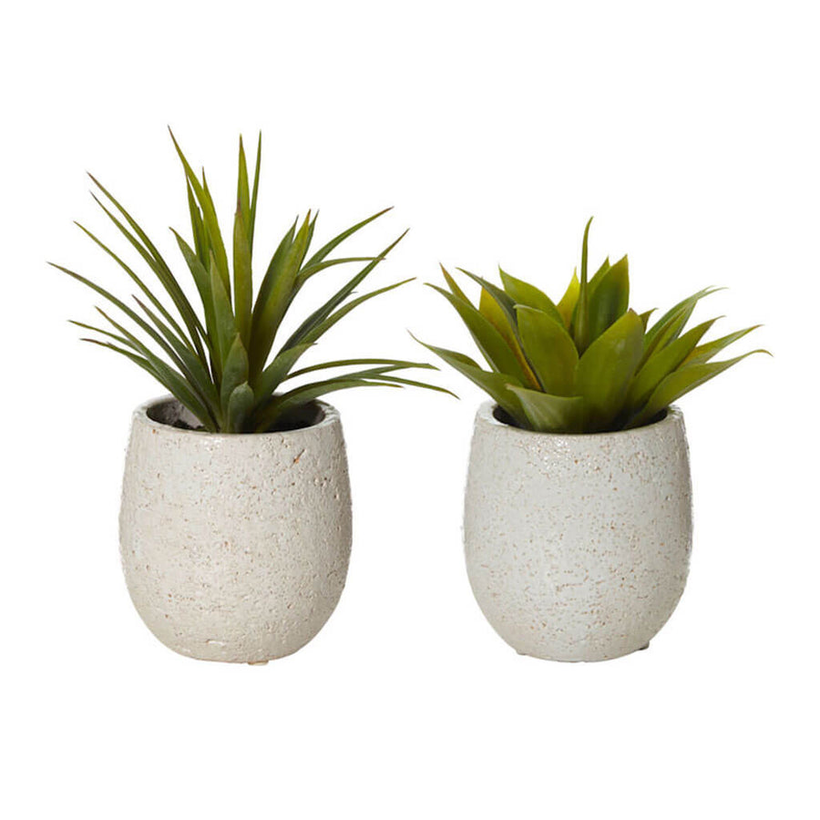 Plants Rogue Agaves in Tub Pots, Set of 2 71.5434.01GN