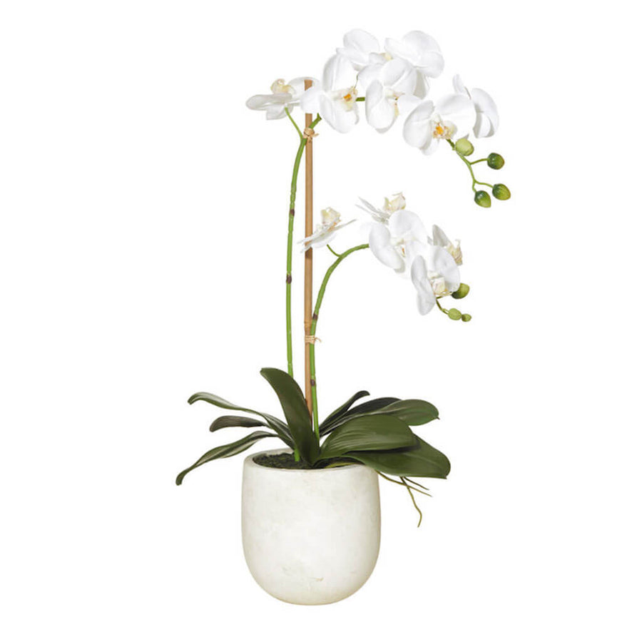 Plants Rogue Medium Butterfly Orchid   Round Pot (2 stems) 73.553.01WH